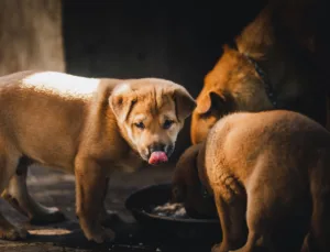 2026年大型犬幼犬粮推荐：9款热门配方对比与选购建议