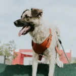 2026年大型犬牵引背心推荐:9款热门型号对比与选购建议