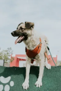 2026年大型犬牵引背心推荐：9款热门型号对比与选购建议