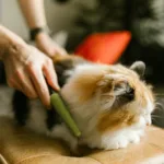 2026年长毛猫梳子推荐：9款热门型号对比与选购建议
