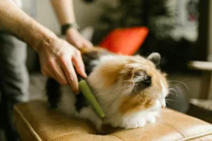 2026年长毛猫梳子推荐：9款热门型号对比与选购建议