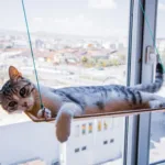 窗边猫吊床怎么选？2026年9款窗台、吸盘与支撑式产品对比与选购建议