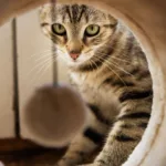 室内猫玩具怎么选？2026年9款适合不同猫性与居家空间的玩具对比与选购建议