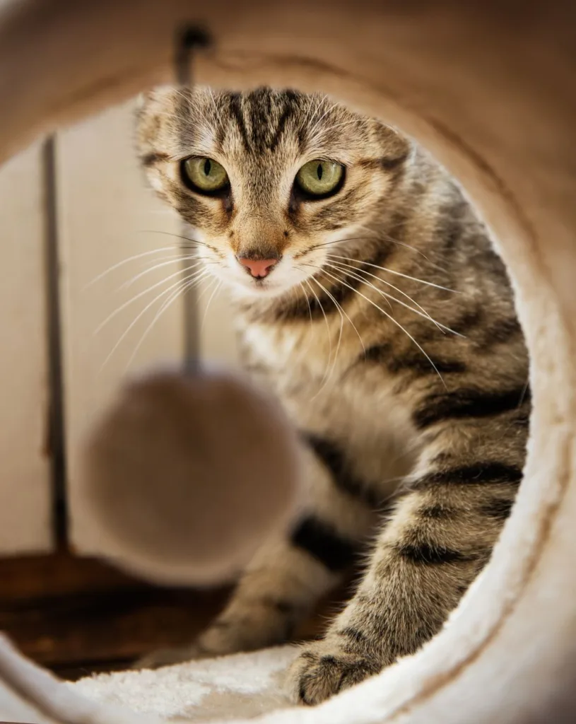 室内猫玩具怎么选？2026年9款适合不同猫性与居家空间的玩具对比与选购建议