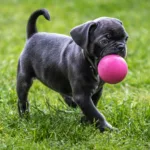 2026年户外狗球选购指南：9款适合取回、游泳与啃咬需求的犬用玩具对比与避坑建议