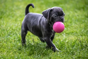 2026年户外狗球选购指南：9款适合取回、游泳与啃咬需求的犬用玩具对比与避坑建议