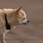 2026年小型犬项圈推荐:9款热门型号对比与选购建议