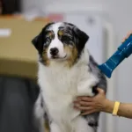 软毛犬护毛素怎么选？2026年9款热门产品对比与选购建议