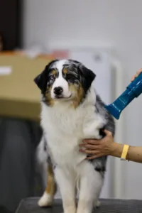 软毛犬护毛素怎么选？2026年9款热门产品对比与选购建议