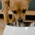 2026年适合敏感肠胃的犬用干粮推荐：9款对比与选购建议