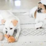 温和型犬毛绒玩具怎么选？2026年9款适合不同需求的产品推荐