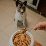 2026年完整配方生食犬粮推荐：9款冷冻干燥与高压处理产品对比与选购建议