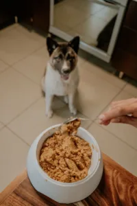 2026年完整配方生食犬粮推荐：9款冷冻干燥与高压处理产品对比与选购建议