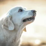 2026年老年犬关节保健狗粮与补充剂推荐：9款热门产品对比与选购建议