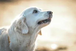 2026年老年犬关节保健狗粮与补充剂推荐：9款热门产品对比与选购建议