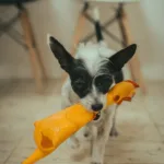 2026年小型犬发声玩具选购指南:9款热门型号对比与避坑建议