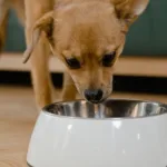 2026年挑食狗狗食品推荐：9款易引食欲的狗粮与拌料对比与选购建议
